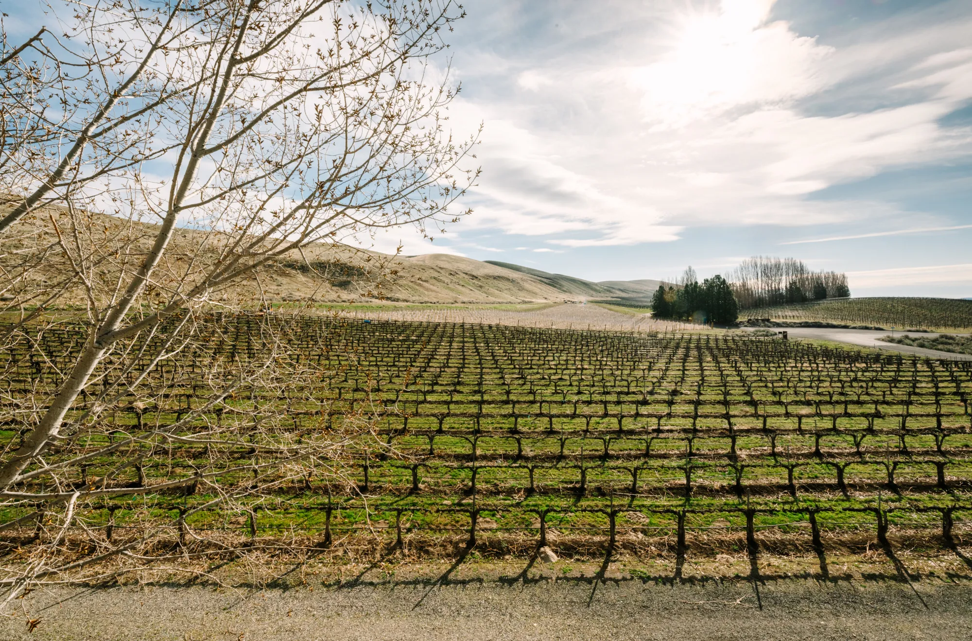 guest-house-vineyard_fe0d22bf9de992270728d32c981ee9f7